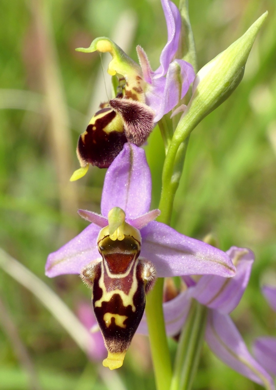 Ophrys apifera x Ophrys holosericea subsp.dinarica, splendidi ibridi nell''aquilano 2021.